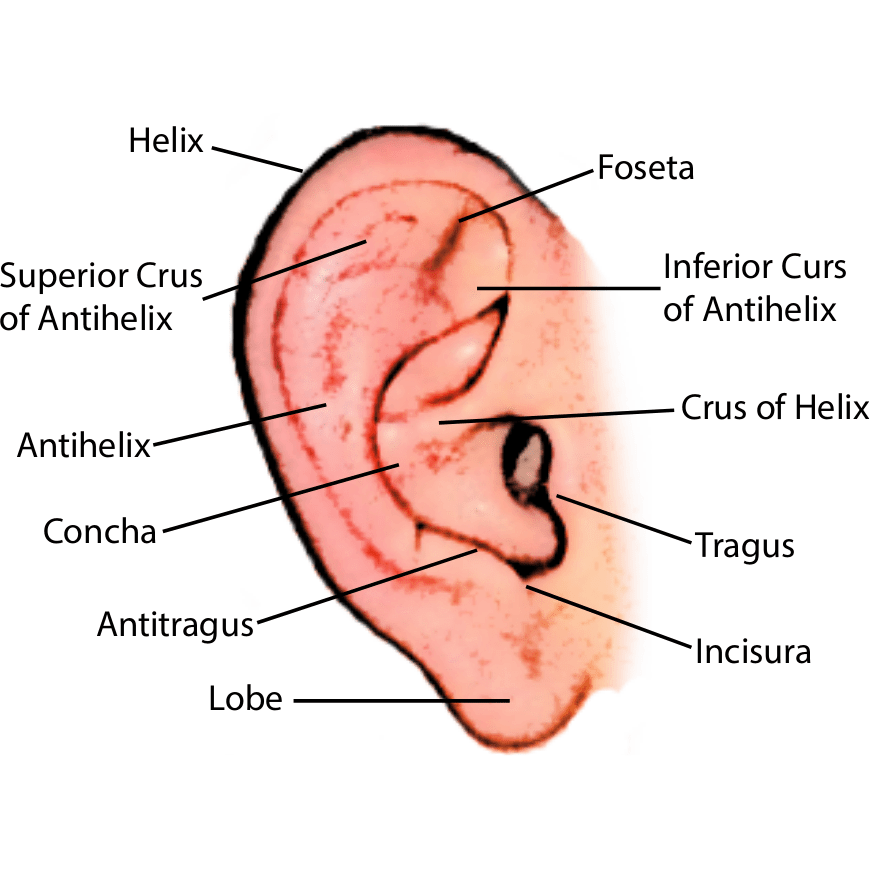 Ear Recognition Research University of Ljubljana