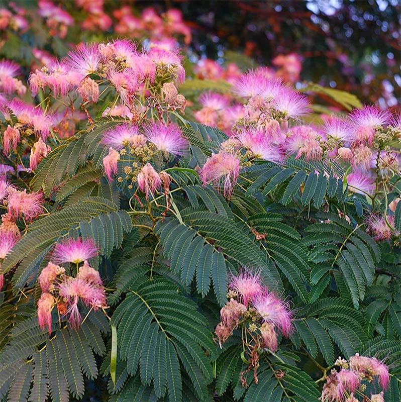 Mimosa Pudica Flower Essence Best Flower Site