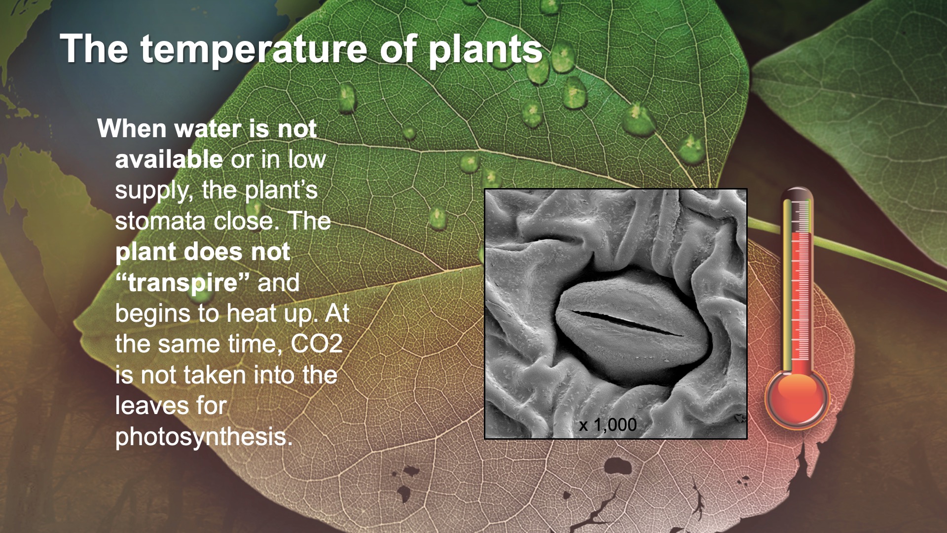The Temperature of Plants JPL Earth Science