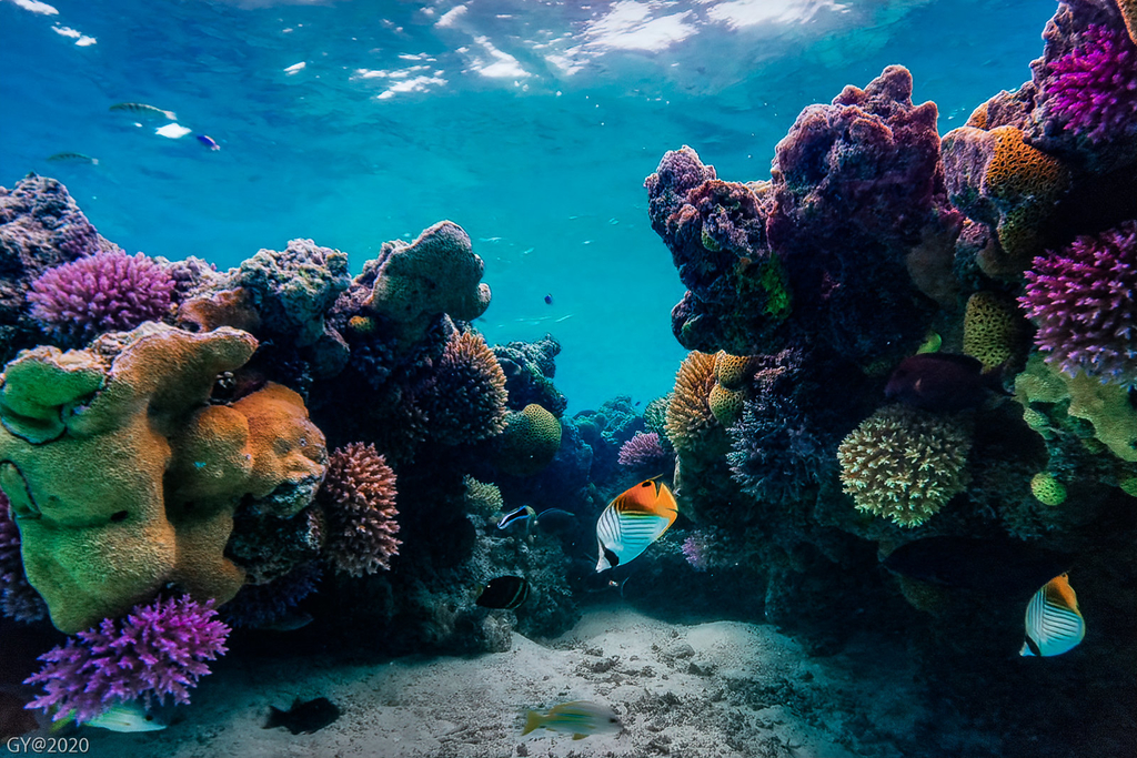 Scientists Warn Against Complacency Amid Discovery of New Coral Species
