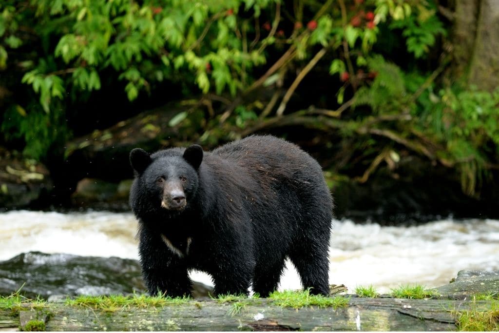 7 of the Most Endangered Species in Florida