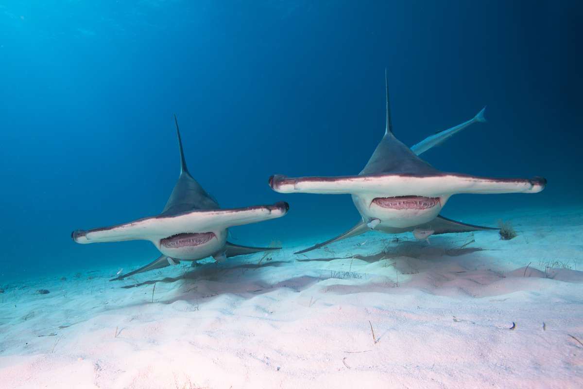 Great Hammerhead Shark Characteristics, Threats, and Conservation