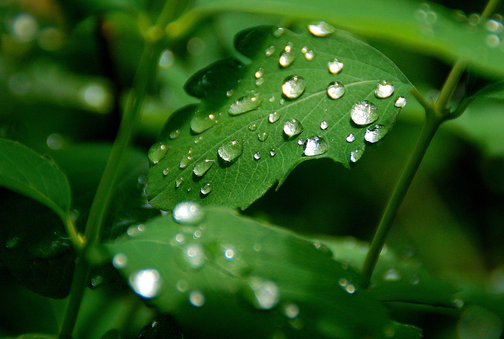 TBT, Green Edition What Ever Happened To Acid Rain?