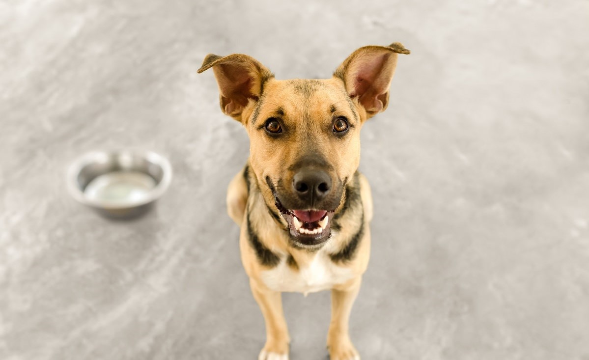 9 Environmentally Friendly Dog Foods Earth911