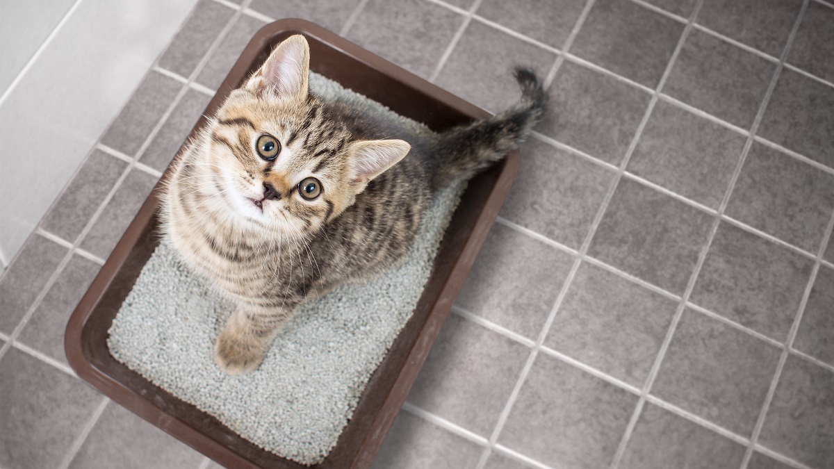 Green Your Kitty's Litter Box Earth911