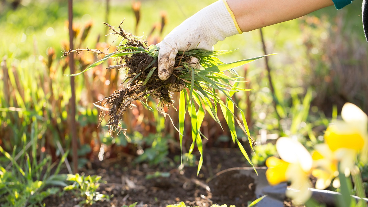 4 Ways To Kill Weeds the AllNatural Way Earth911