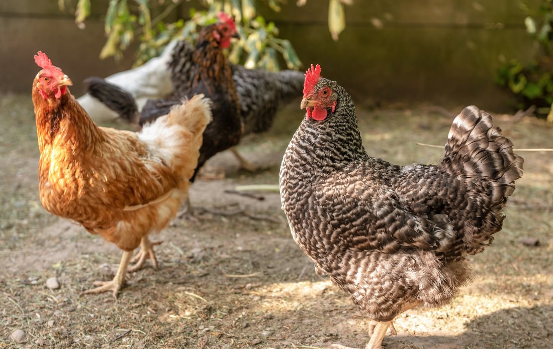 Sustainable Backyard Chickens Repurpose Litter & Reduce Waste Earth911