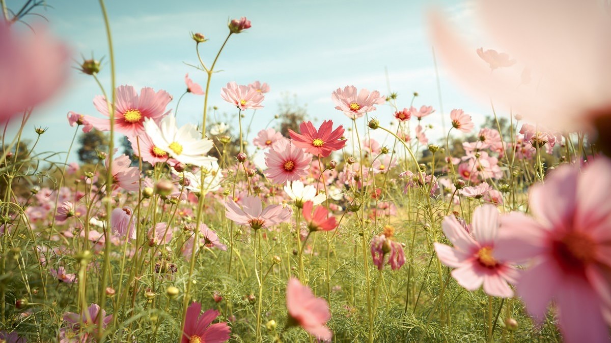 Infographic 9 Ways Flowers Protect the Environment Earth911