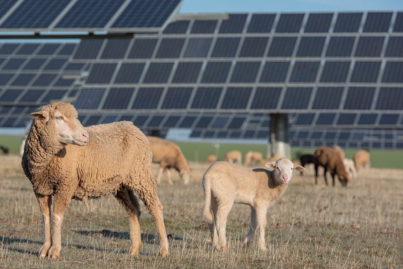 Can Solar Farms Promote Local Food Security, Wildlife Habitat