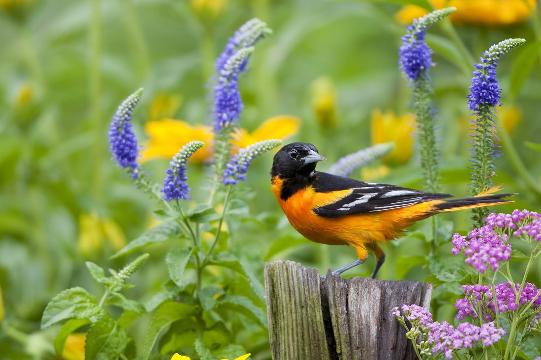 Planting a Garden for the Birds Earth911