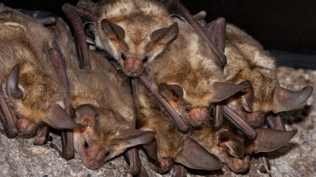 Mosquitos Driving You Nuts? Attract a Bat Colony
