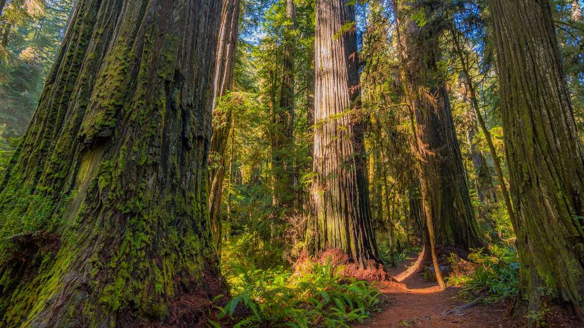 Worth More Standing The Value of OldGrowth Forests Earth911