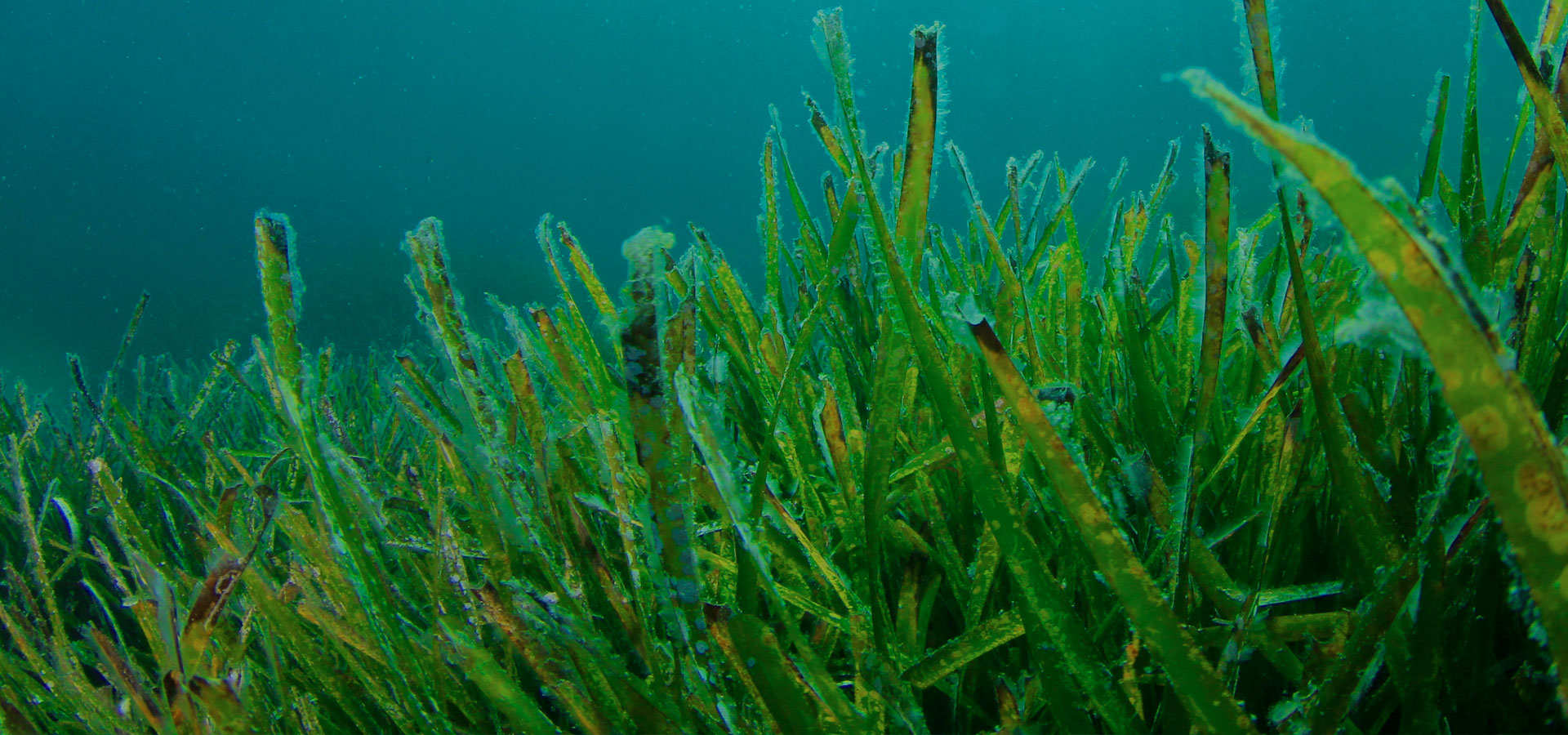 Alga Liquid Seaweed Earth Alive Clean Technologies