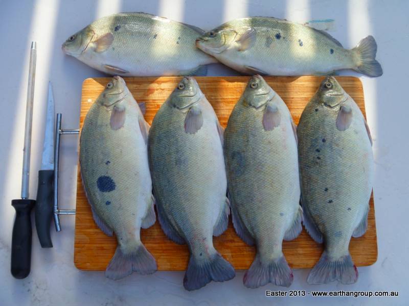 Jade Perch Harvesting Fish at Home Aquaponic and Aquaculture Articles