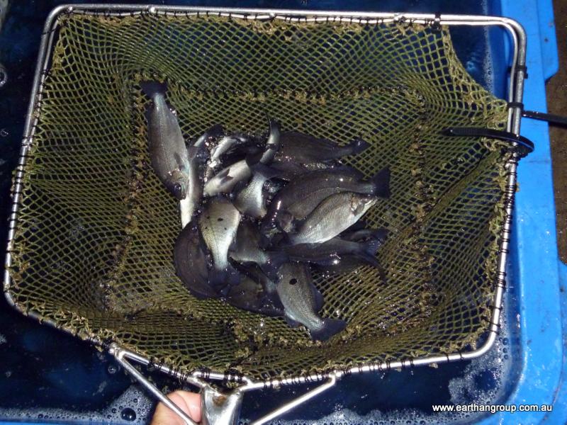 5 Tips to Successfully Grow Fish at Home Aquaponic and Aquaculture