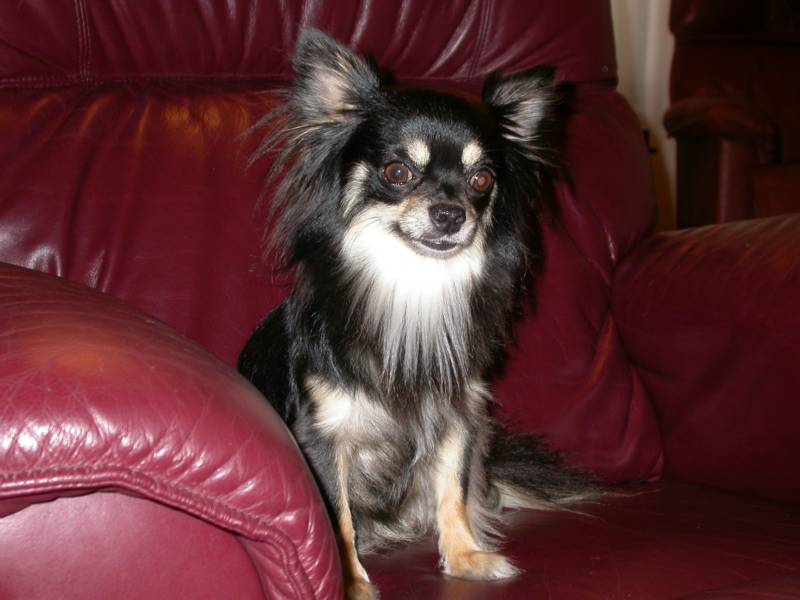 Long Haired Chihuahua Puppies For Sale In Louisiana Long Haired Coat