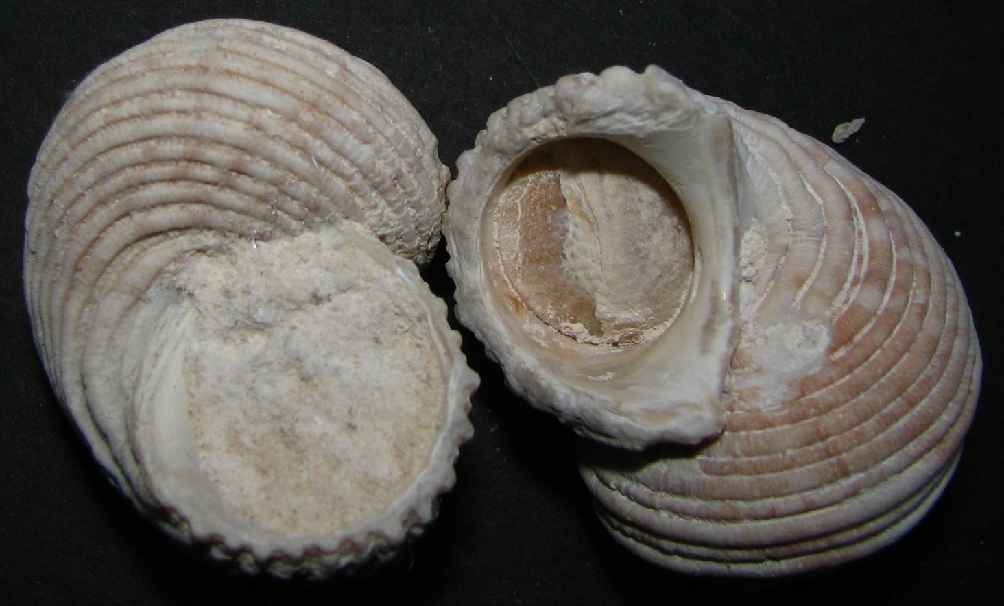 Fossils of Hawaiʻi — EarthHome
