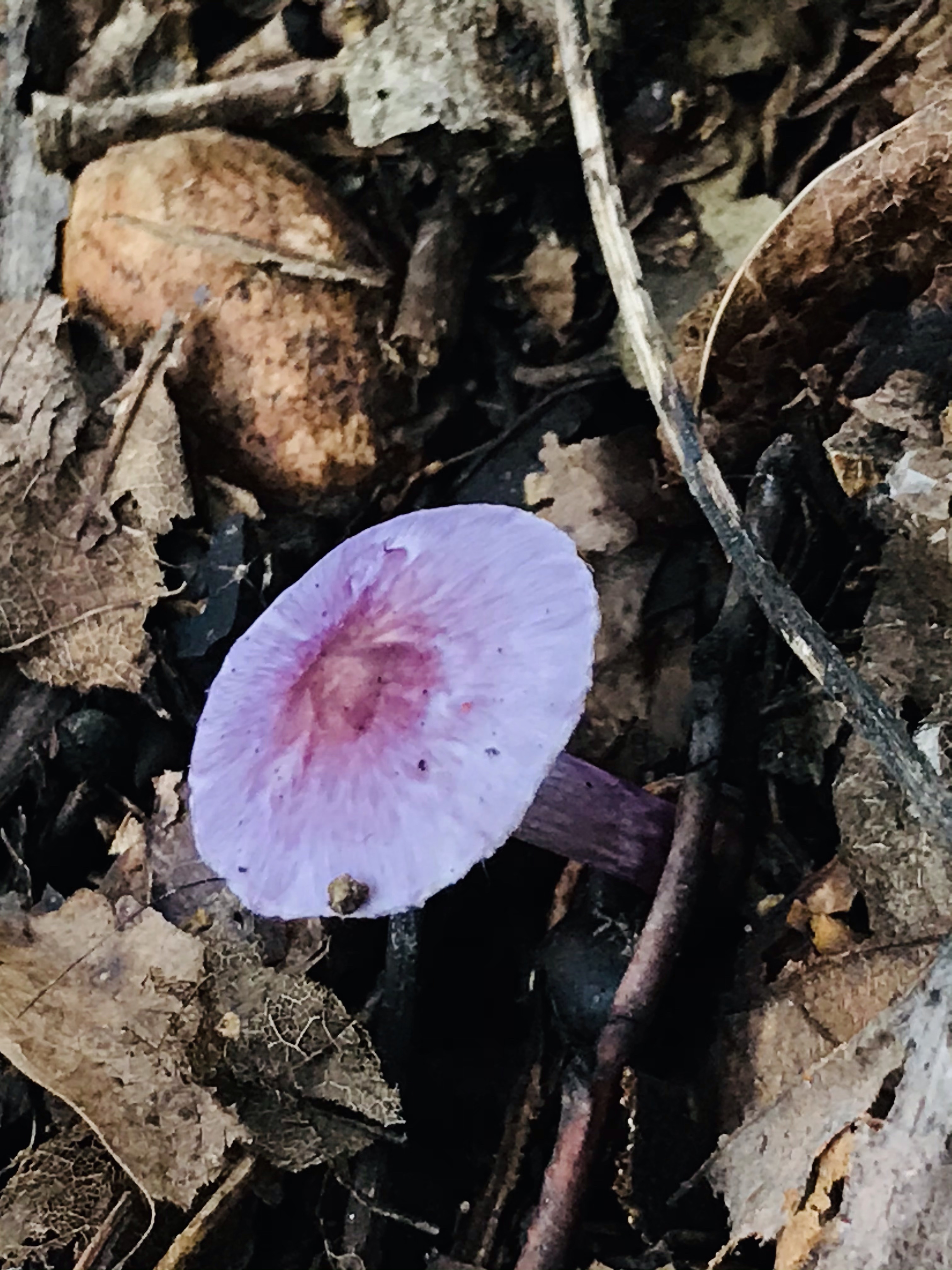 Mushrooms Earthbound Skills