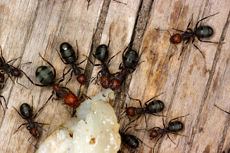 4 Amazing Facts About Ants Empire You Should Know
