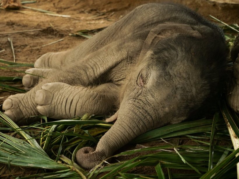 What Caused The Strange Death Of Hundreds Of Elephants In Botswana?