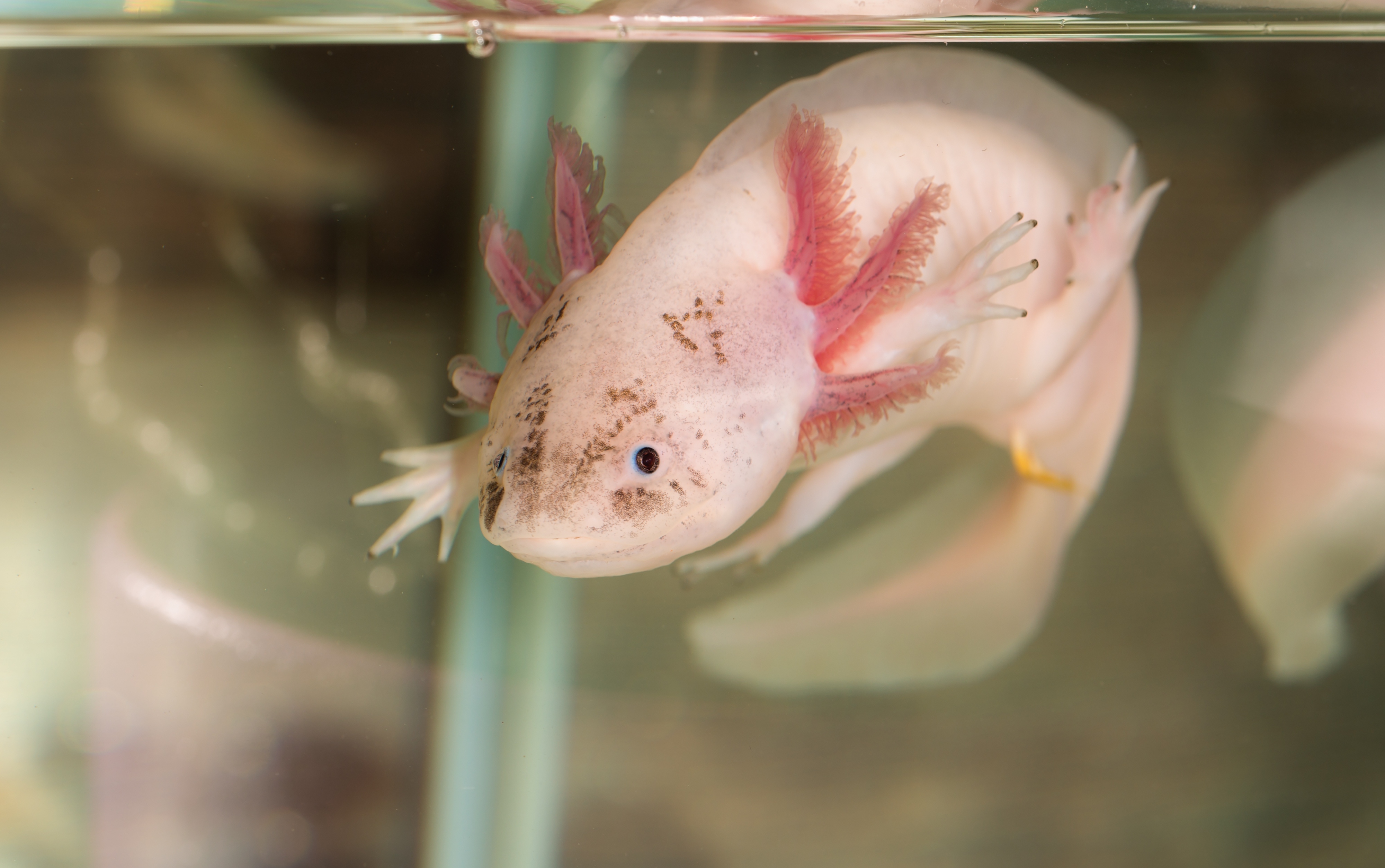 axolotl in water Earth Buddies