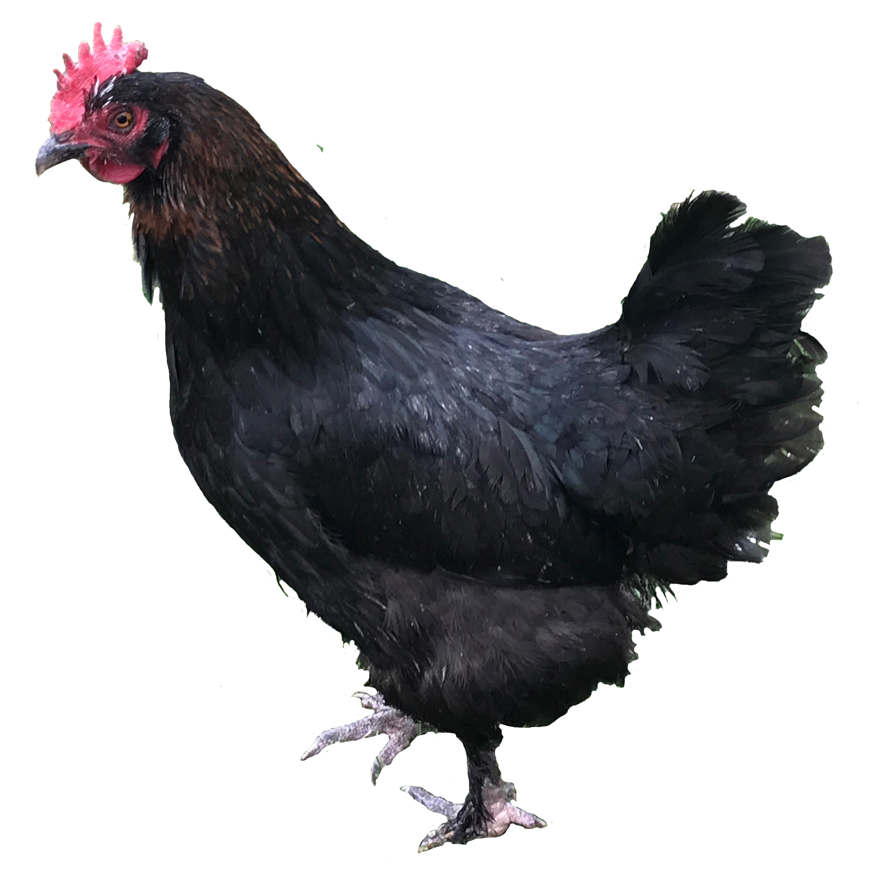 Copper Maran Chickens