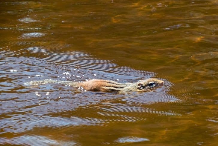Can Squirrels Swim? (And Can They Drown?) Earth Eclipse