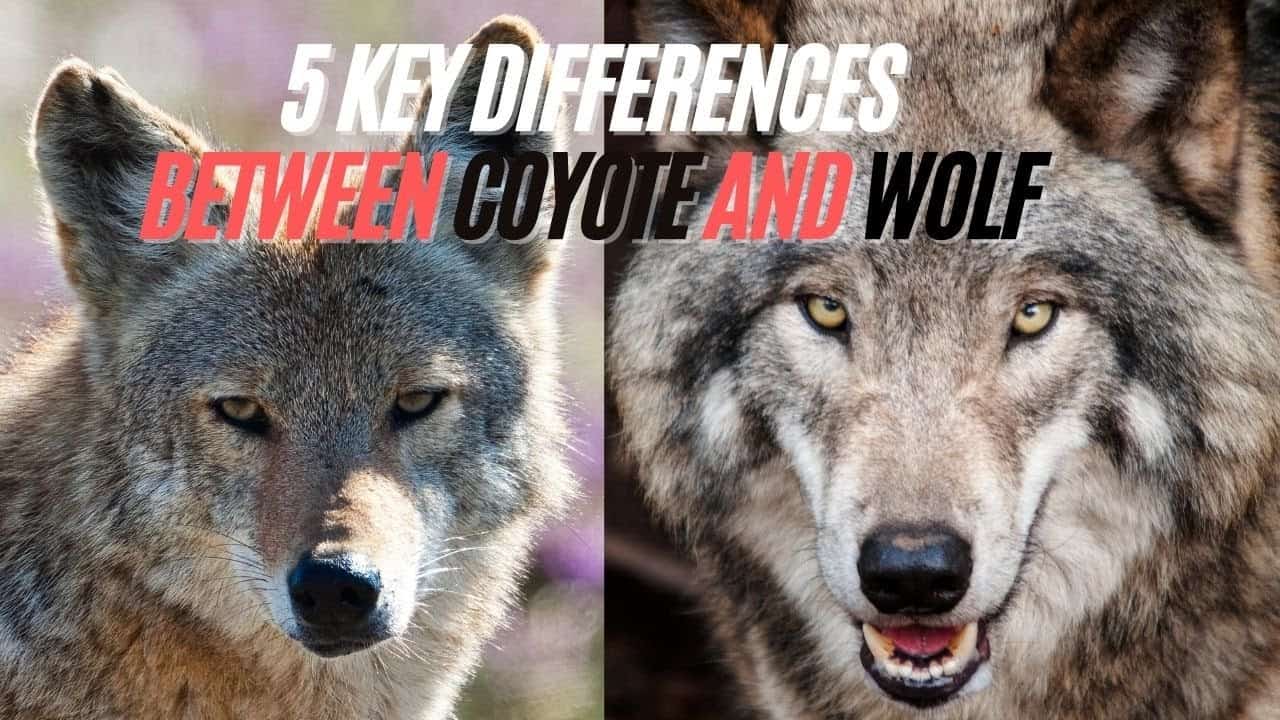 Is A Wolf Stronger Than A Dog