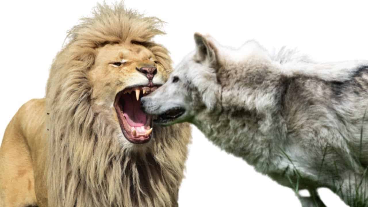 Lion Vs Wolves
