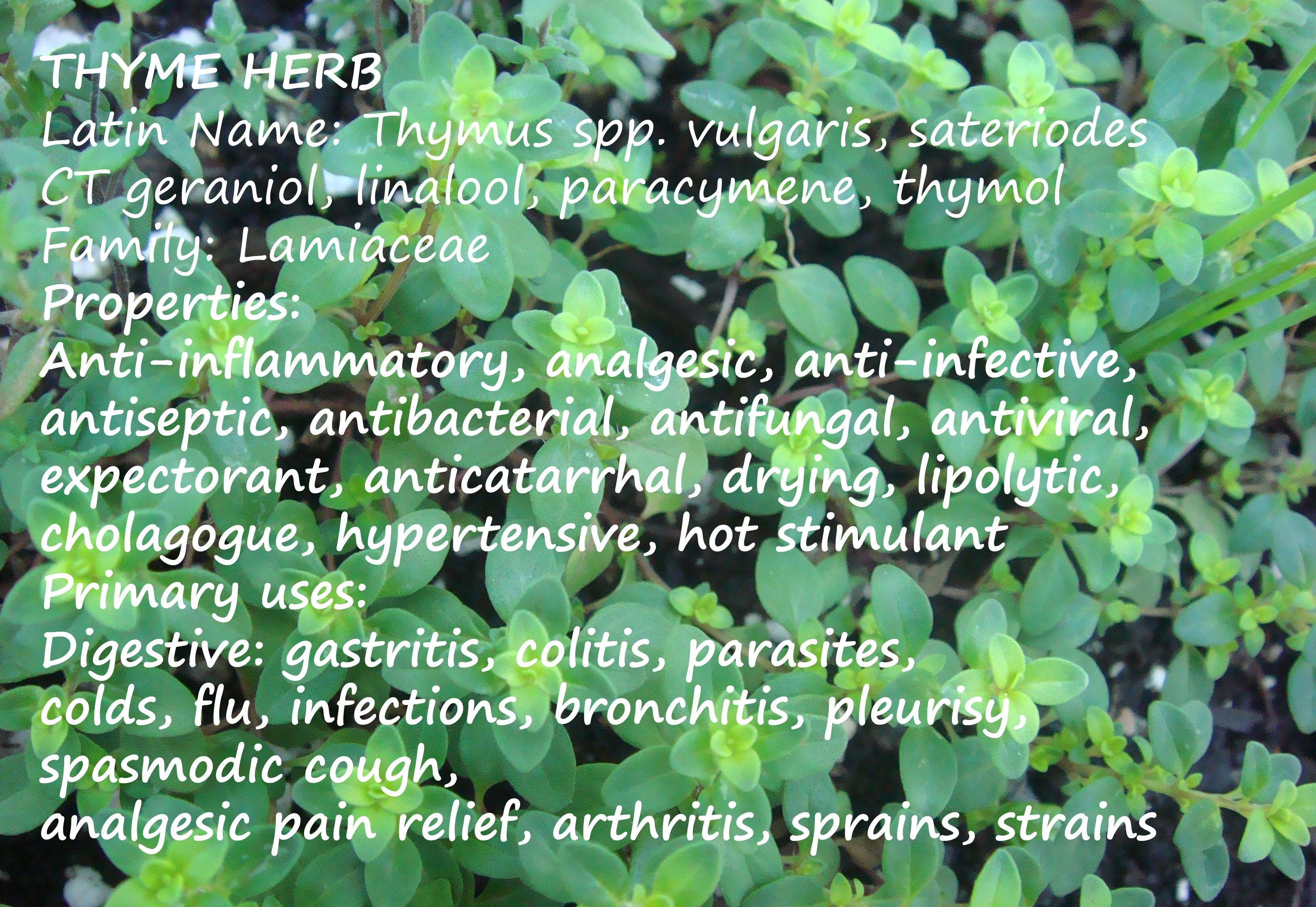 Thyme herb Earth Elixir