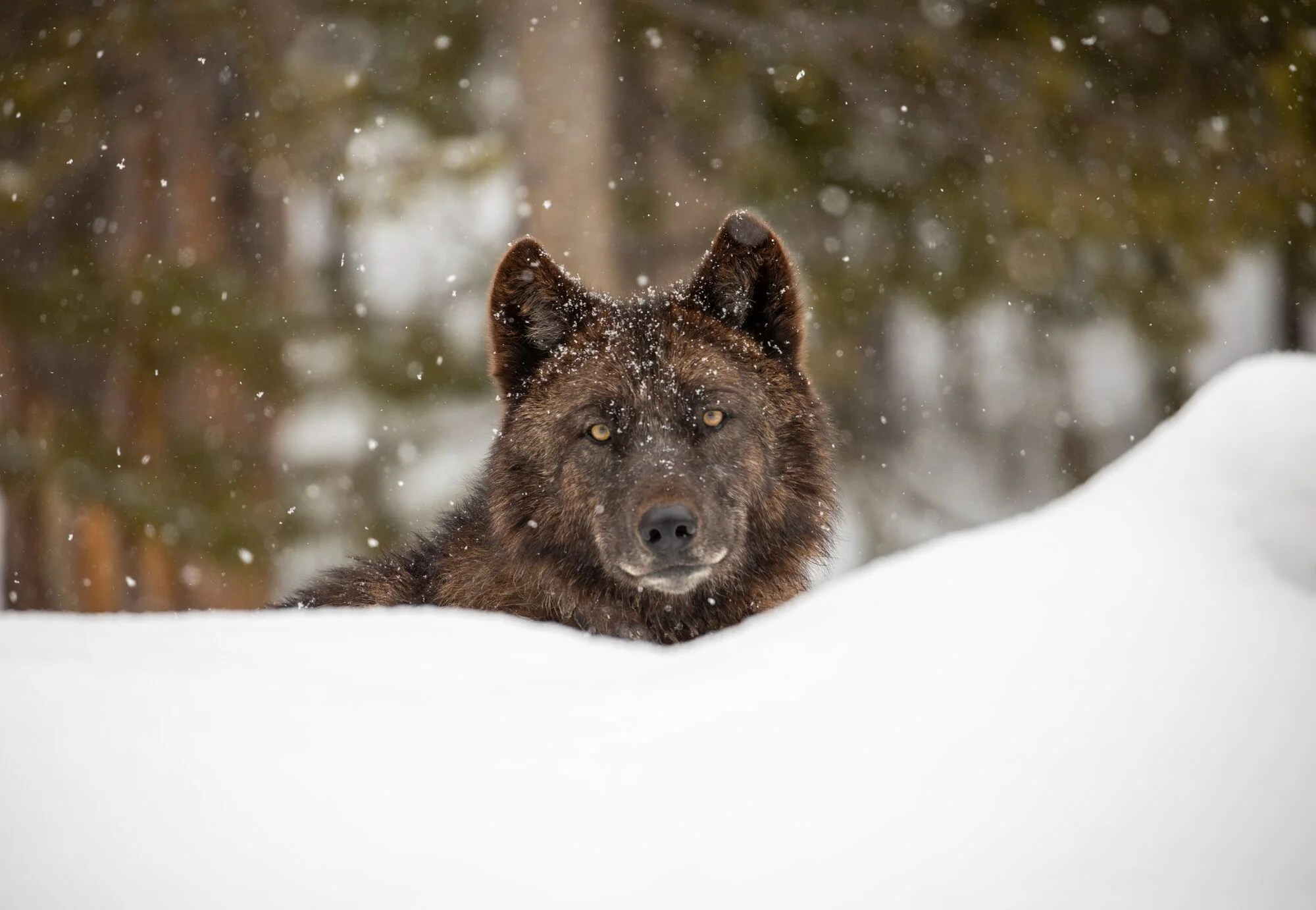 A New Vision for Wolf Conservation After 150 Years of Yellowstone
