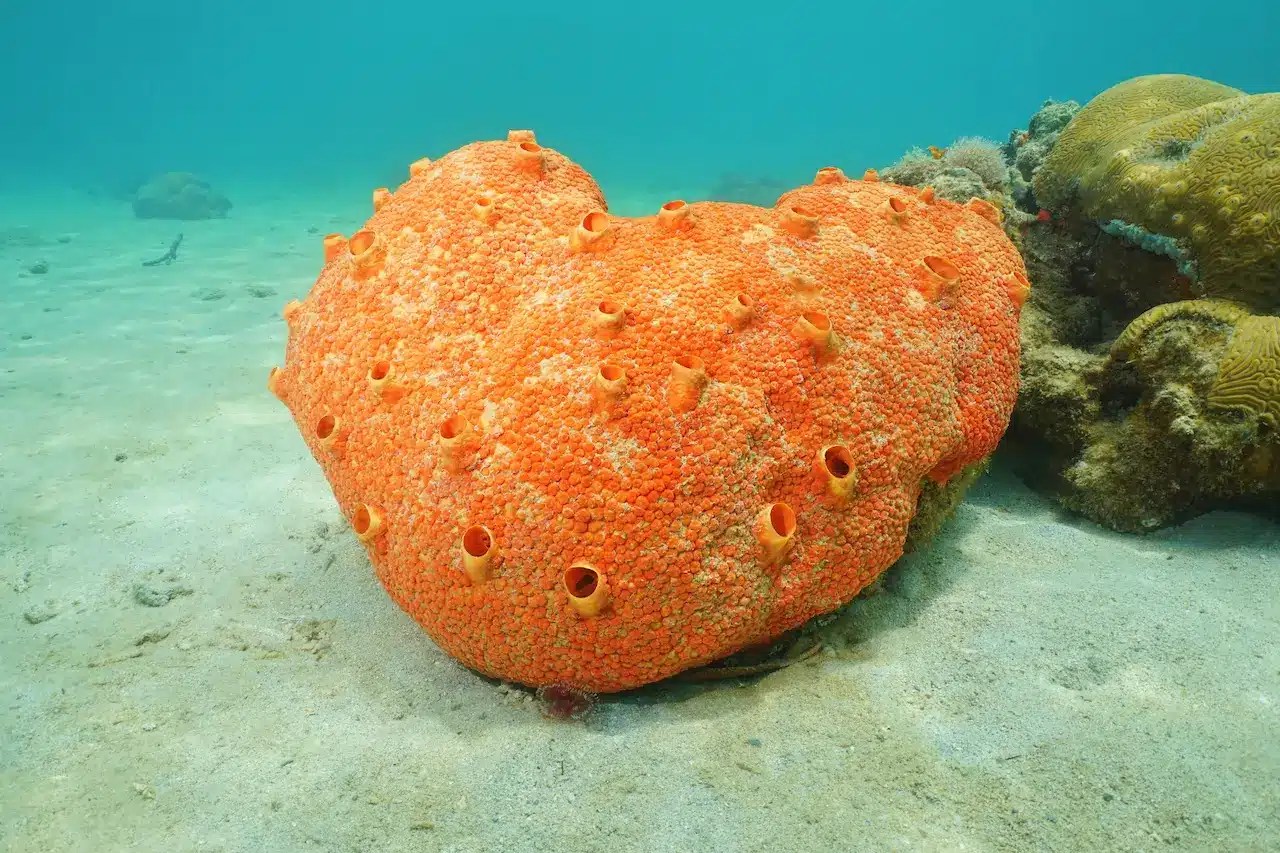 Can Sponges Move Or Are They Sessile? Earth Life