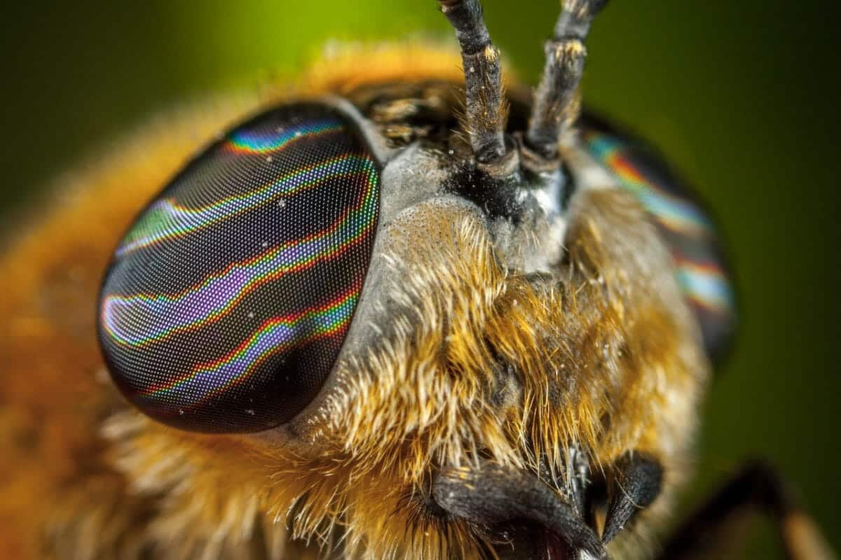 How Far Can Insects See? How Do Insects See? Earth Life