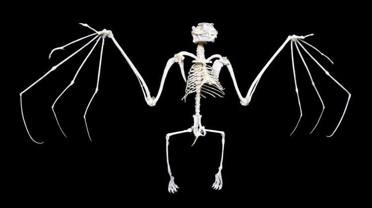 Bat Anatomy | The Various Bones of Wing & Skeleton | Earth Life