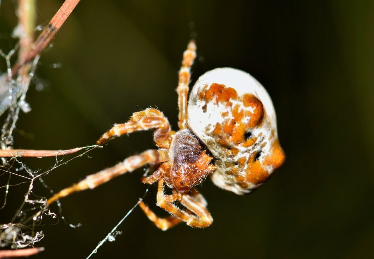 Spider Silk 101 What's It Made Of And How Strong Is It? Earth Life