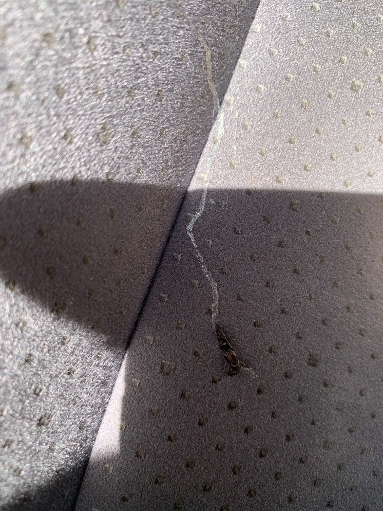 How to get slug slime out of car upholstery The Earthling's Handbook