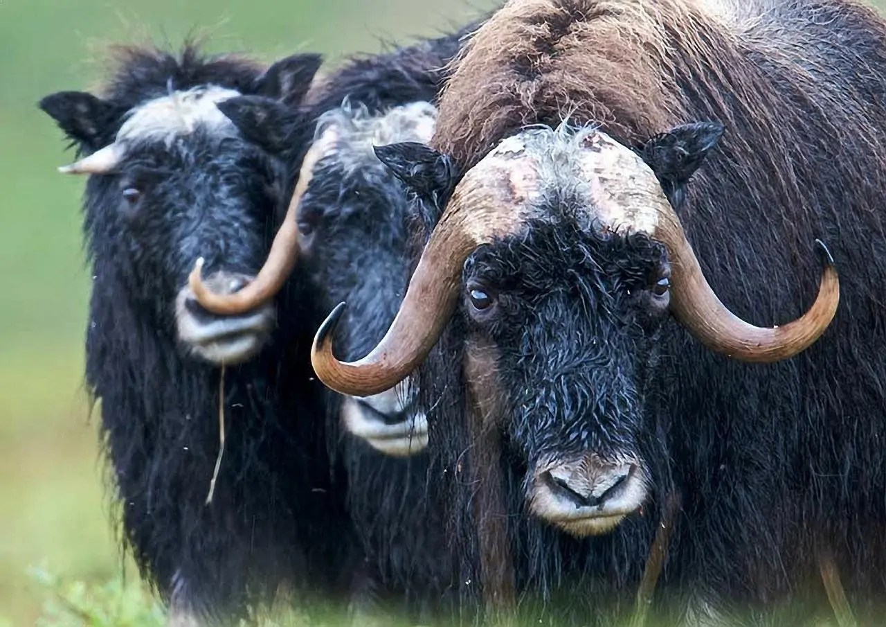 Top 10 Animals Found in Arctic Region