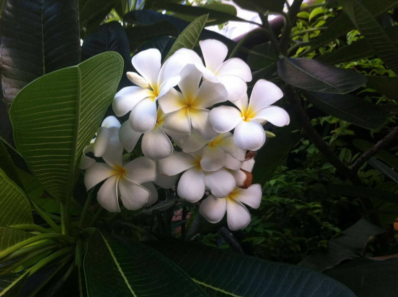 The Frangipani Flower that Never Fades EarthRights International