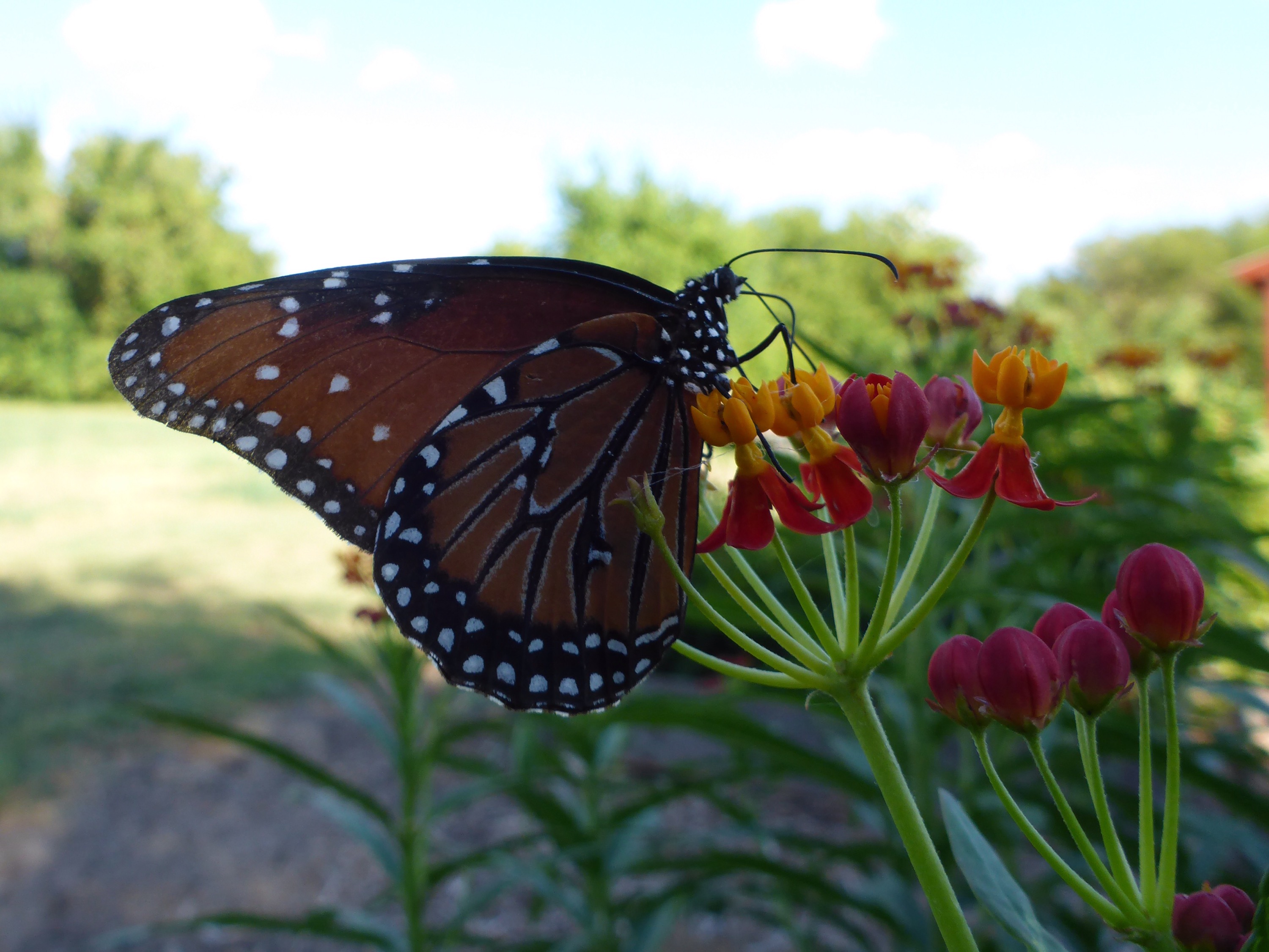 The Butterflies are Back « earthrobert