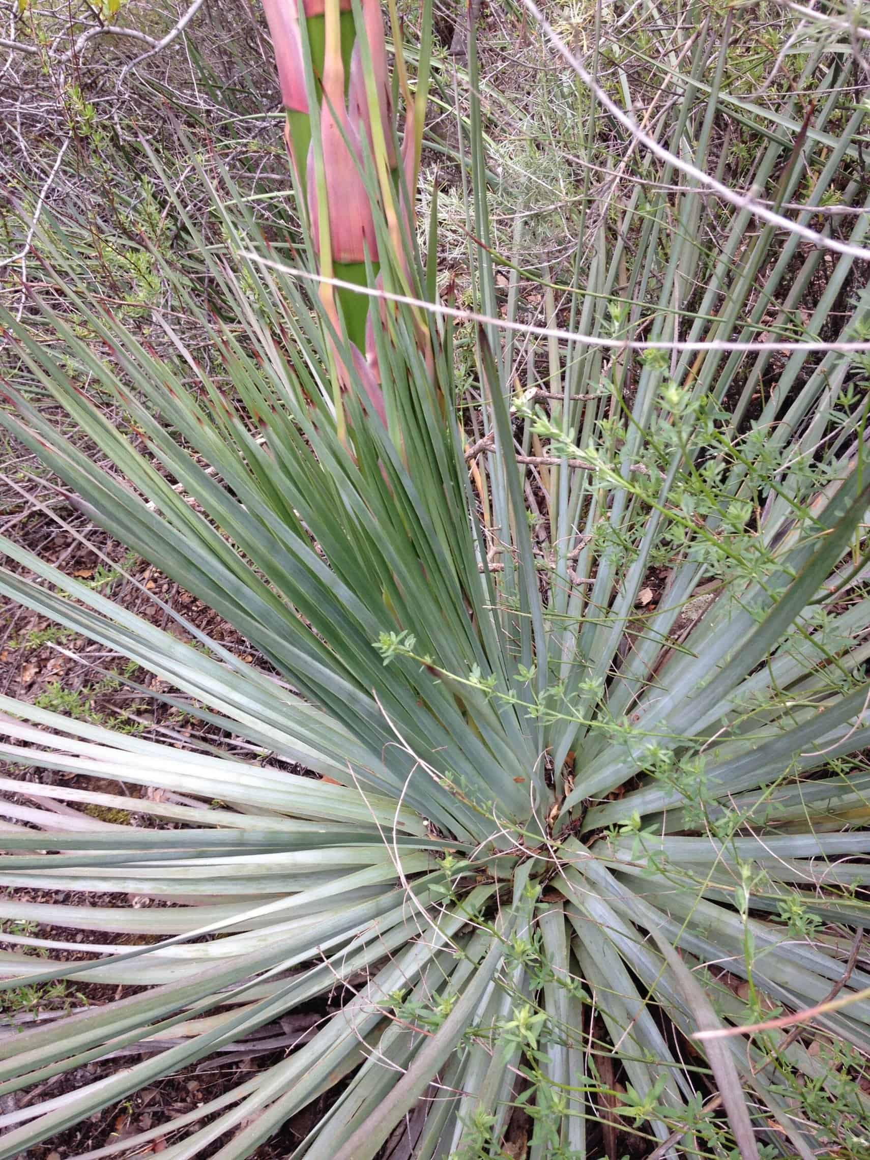 Making Cordage with Plant Fibers Earthroots Field School