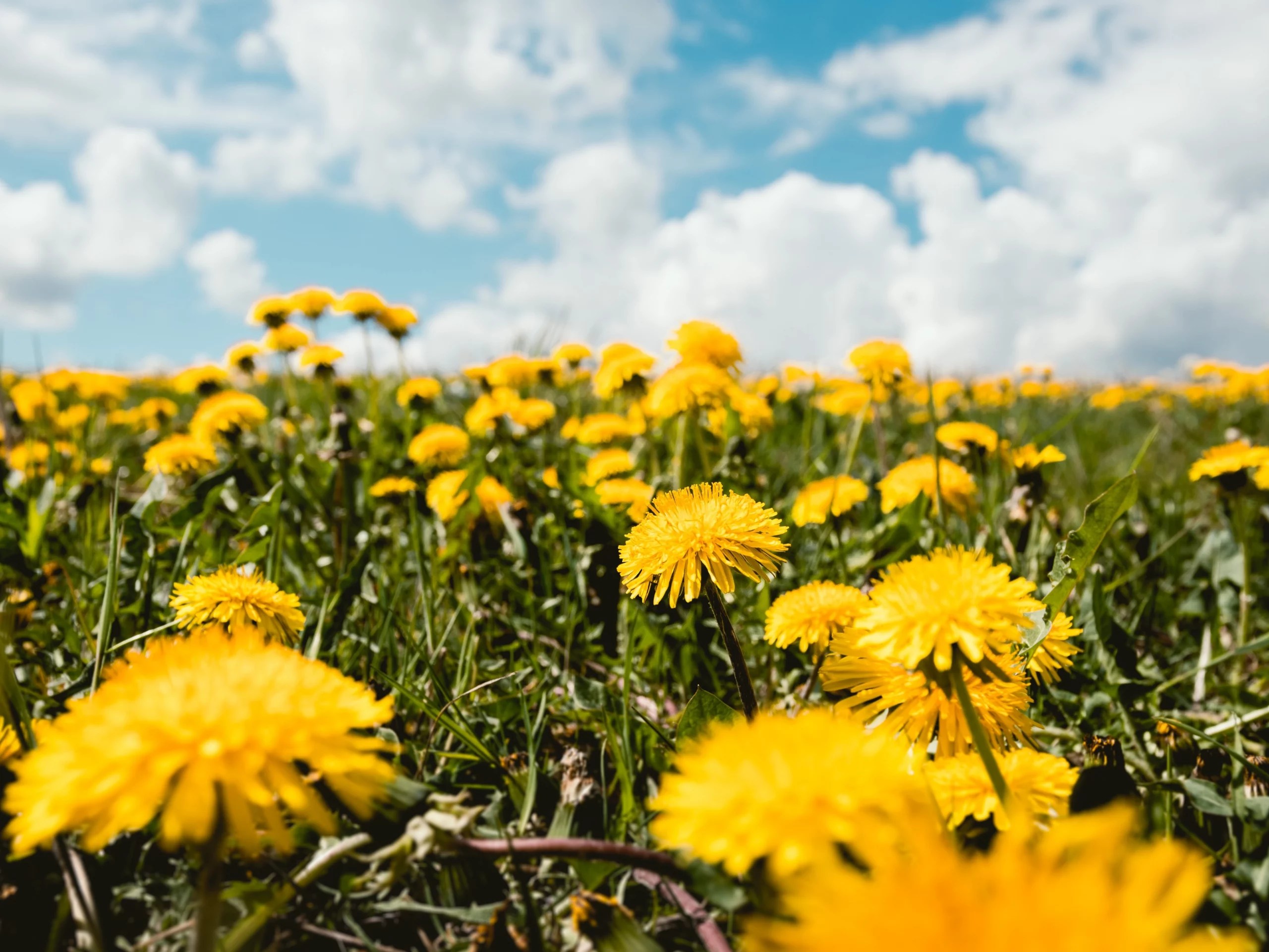 Top 10 Tips to Kill and Prevent Weeds Earth's Ally