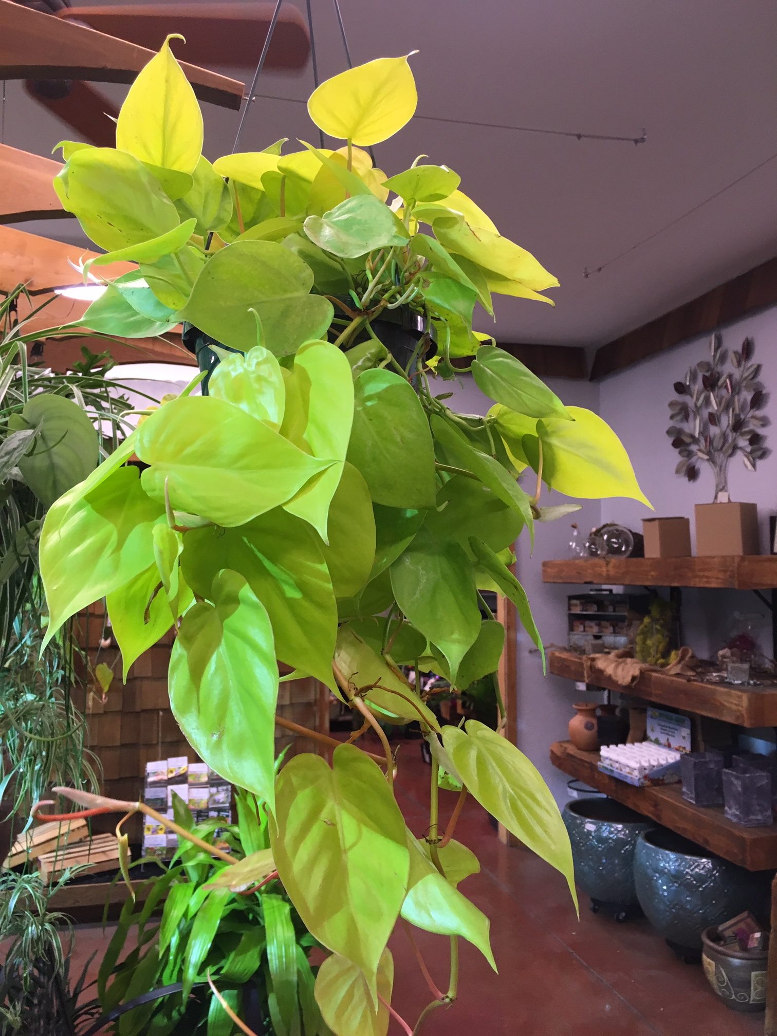 Neon Heart Leaf Philodendron Care / 10 Best Houseplants