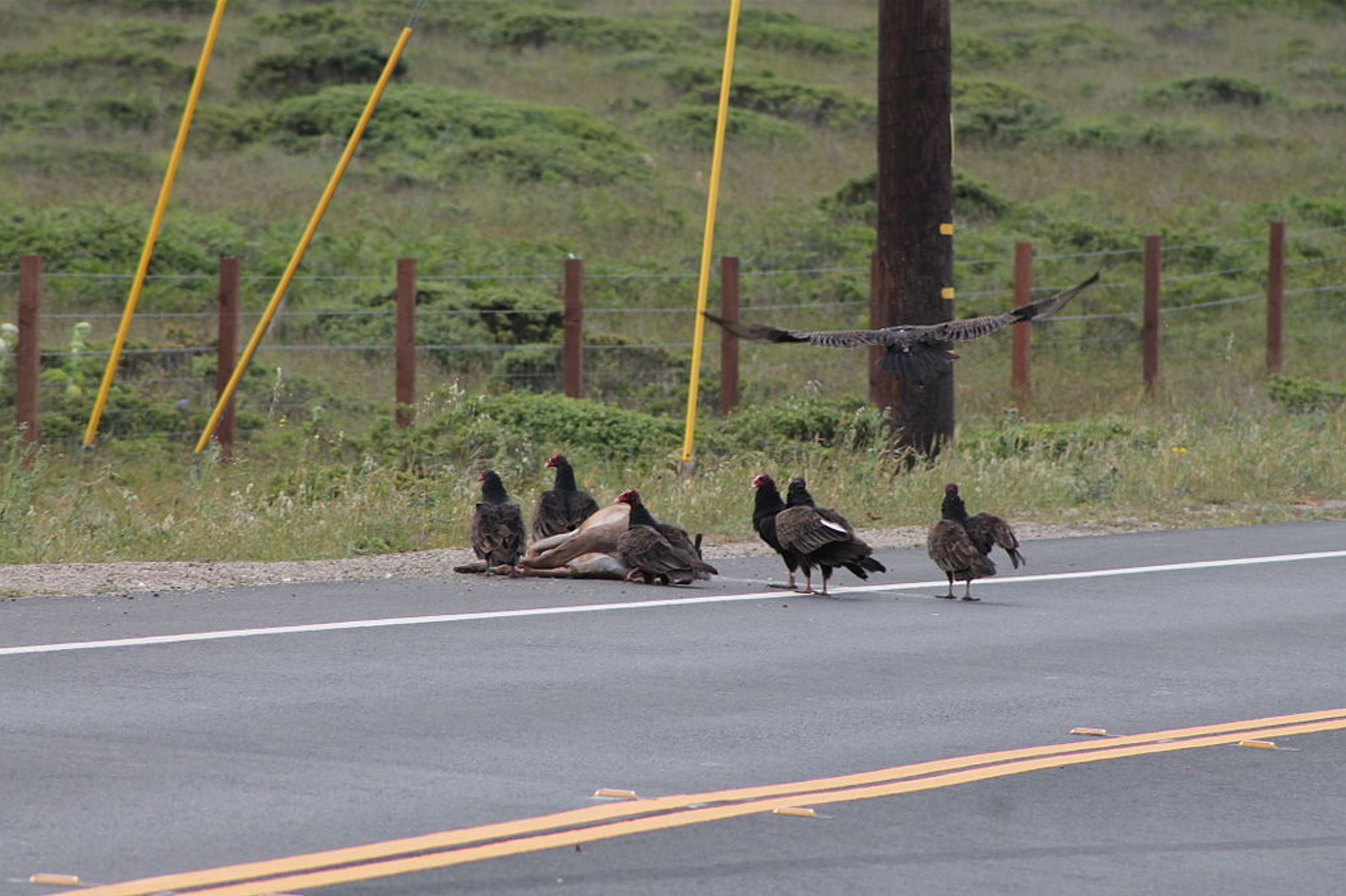 vulture man Earthshine Nature