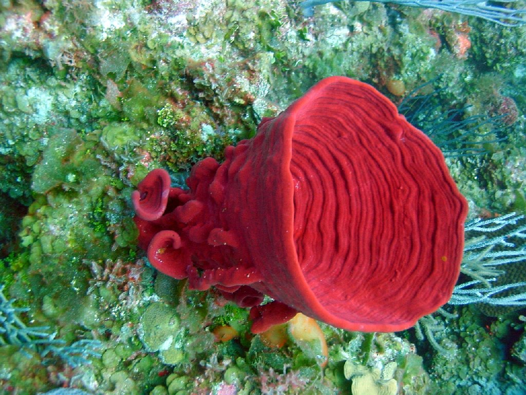 Sponge overgrowth in the Caribbean Earth EarthSky