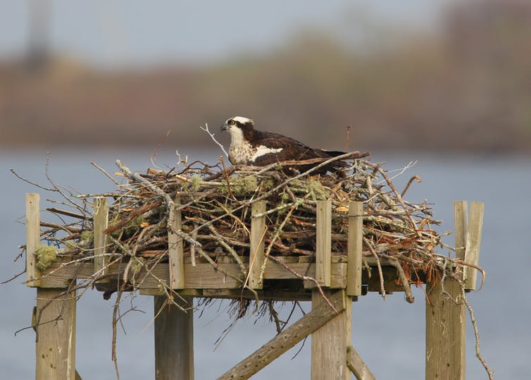 Ospreys’ recovery is global conservation success story Earth EarthSky