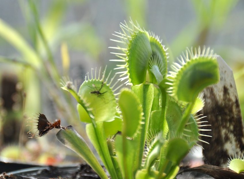 How a Venus flytrap knows to snap shut Earth EarthSky
