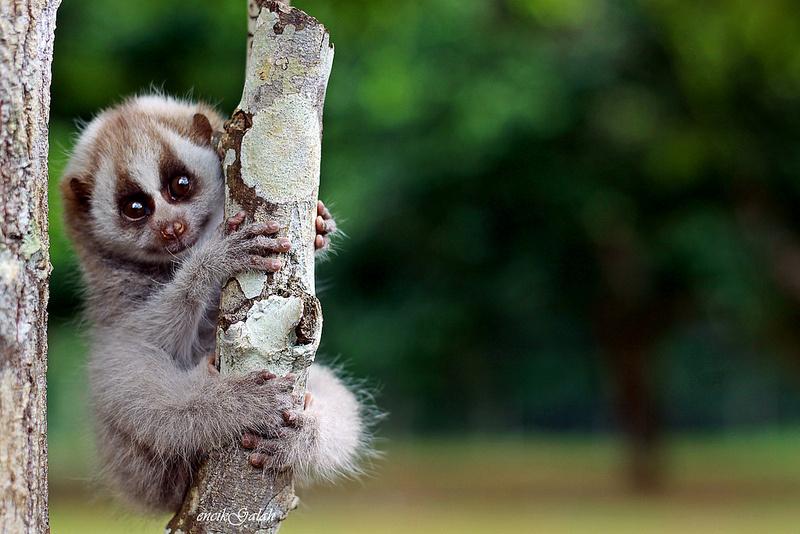 The Cutest Animals That May Soon Be Extinct earthTripper