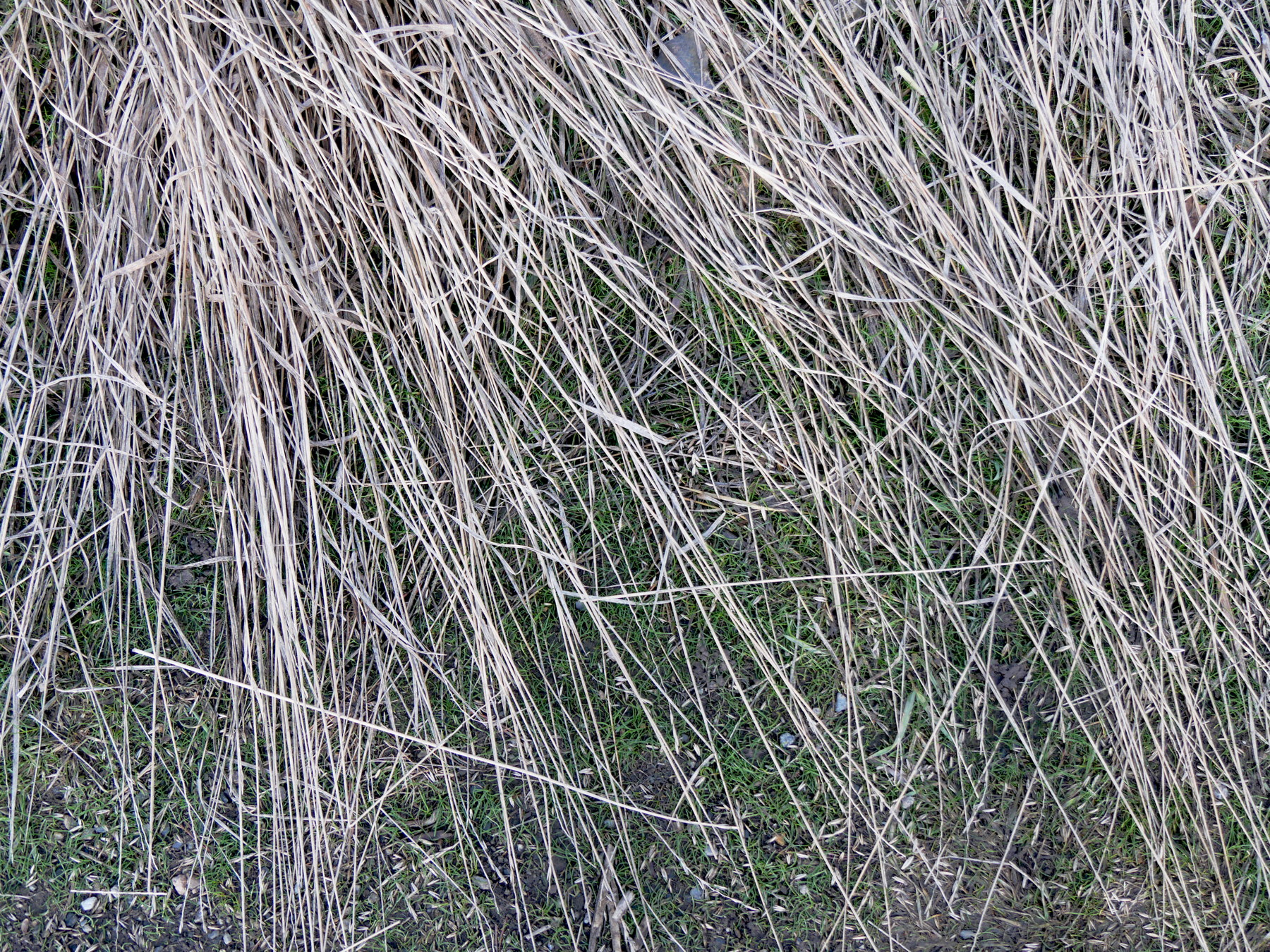 Strew – The Green Earth Dictionary