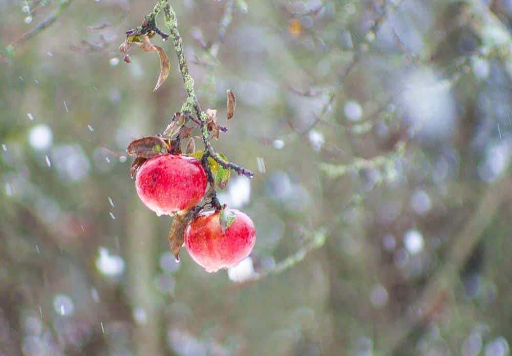 Fruit Tree Care In Winter Earthworks WNC