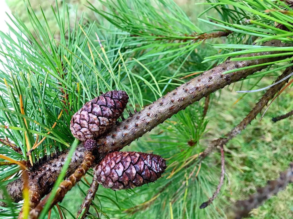 How to Determine the Health of Your Pine Trees Earthworks WNC
